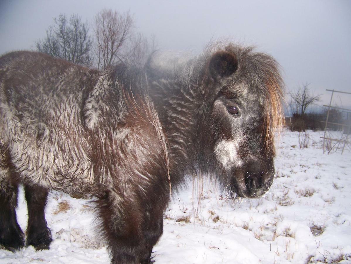 Agroturystyka Sielana Kostrzyca Esterno foto